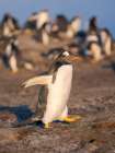 Gentoo Penguin in front of colony. South America, Falkland Islands, Saunders Island. Art Print